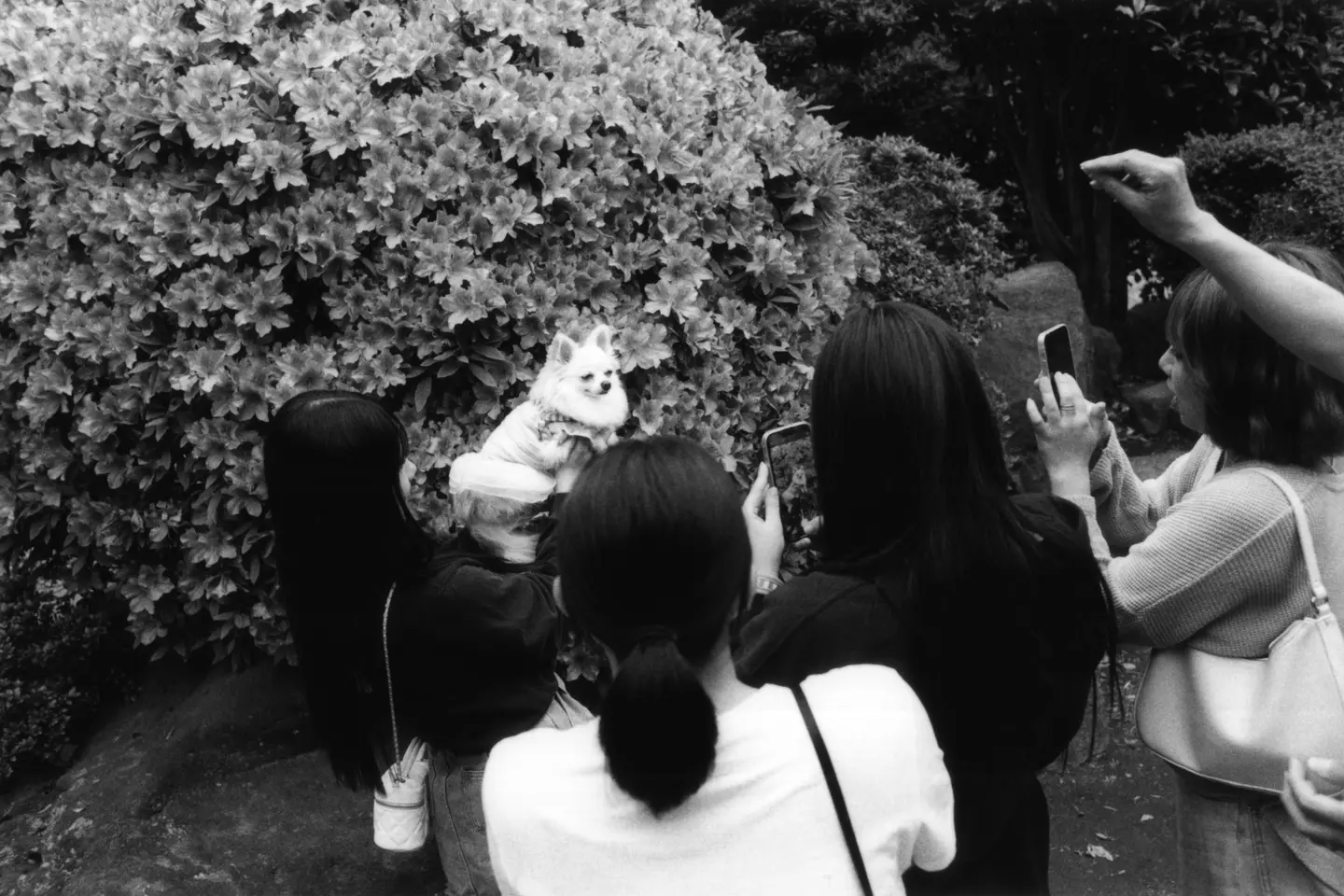 Women photograph small white dog with their mobile phones in front of a bush