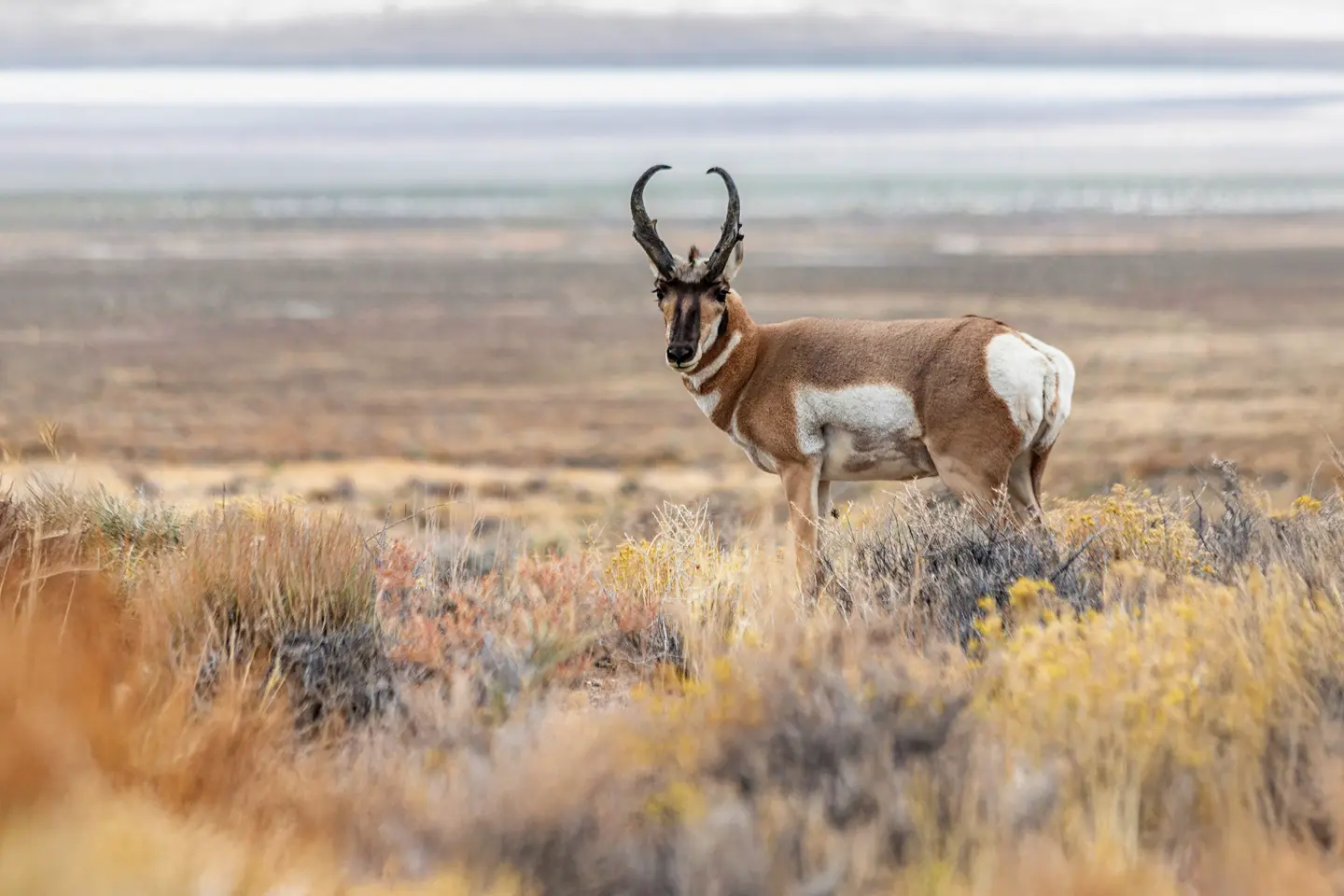 Pronghorn in Wyoming