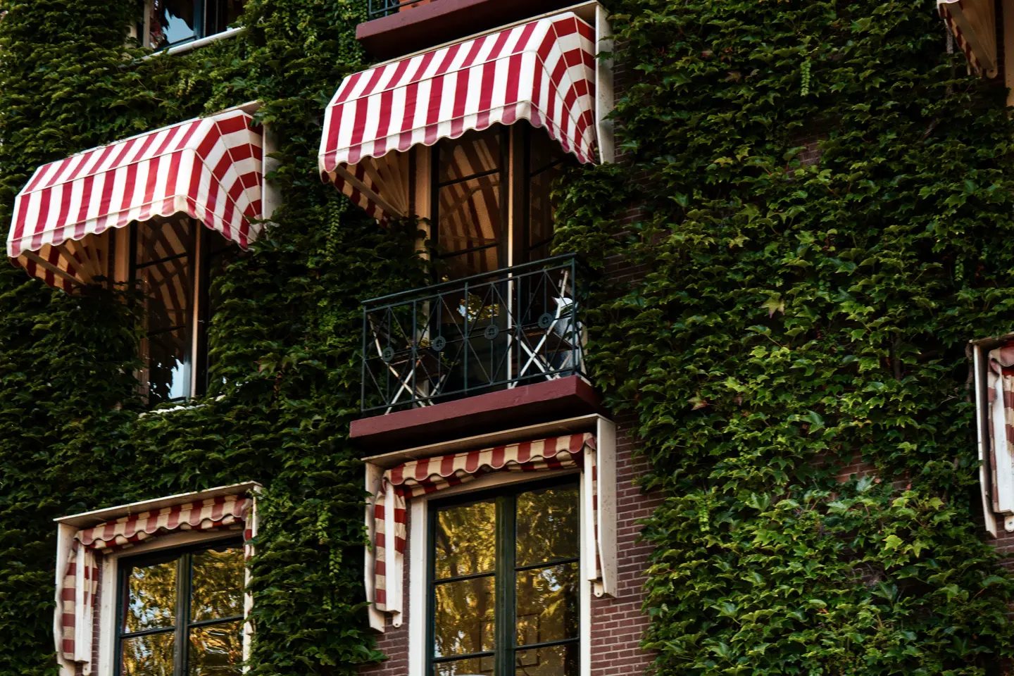Amsterdam Balcony full of ivy