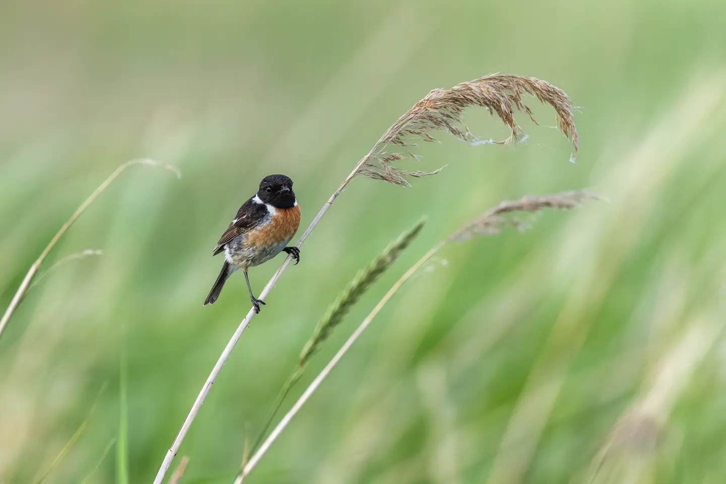 Blackthroat on a reed