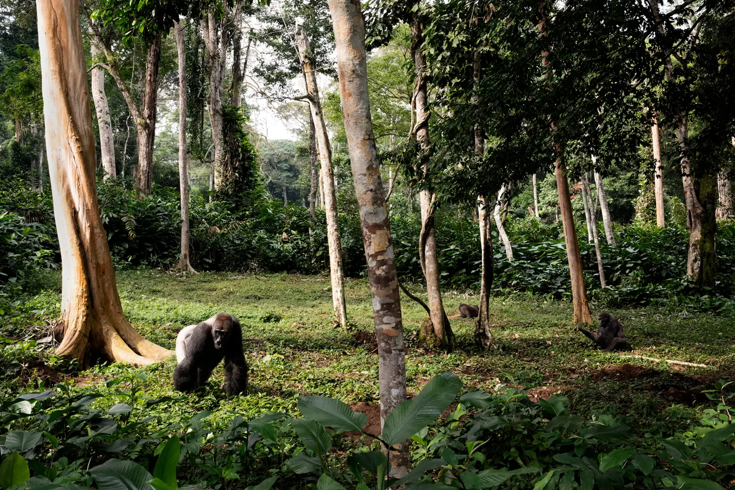Western lowland gorillas in a dense tropical rainforest, capturing wildlife, biodiversity, and the natural habitat of Central Africa.