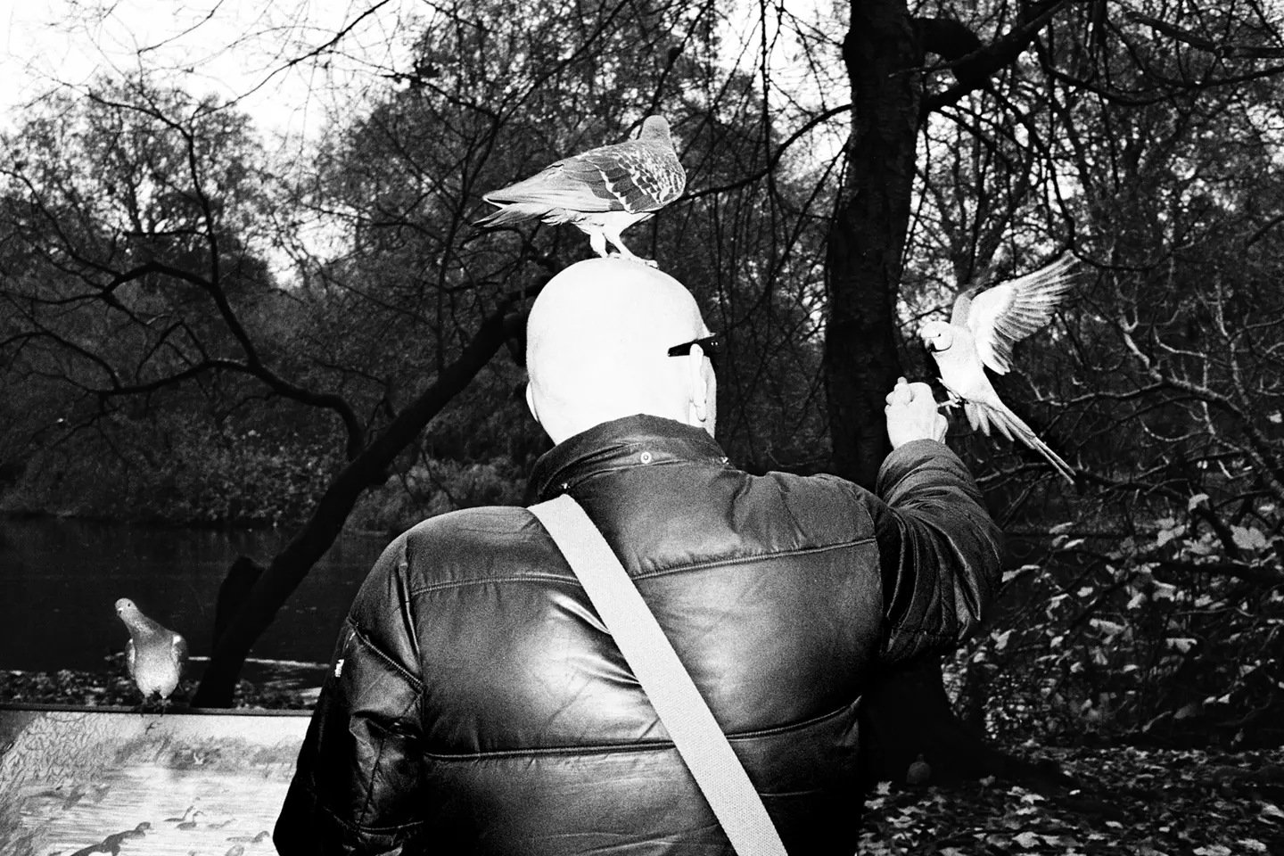 Black and White photo of man feeding birds in a park.