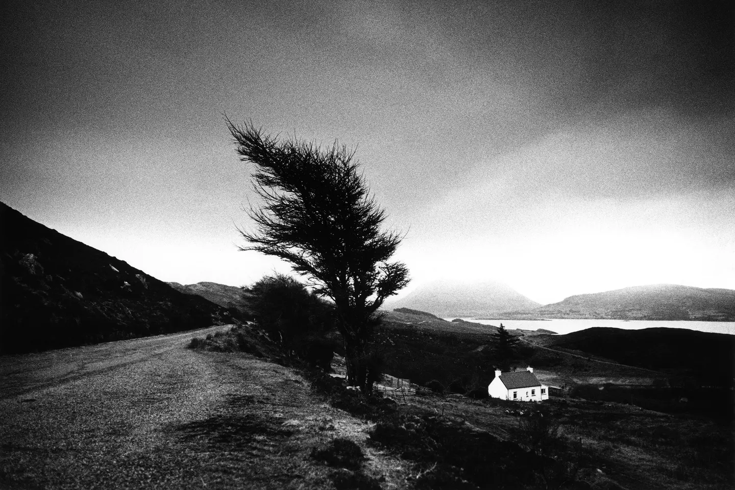 chwarzweißes analoges Landschaftsbild mit einem vom Wind gebogenen Baum auf einem Hügel unter offenem Himmel.
