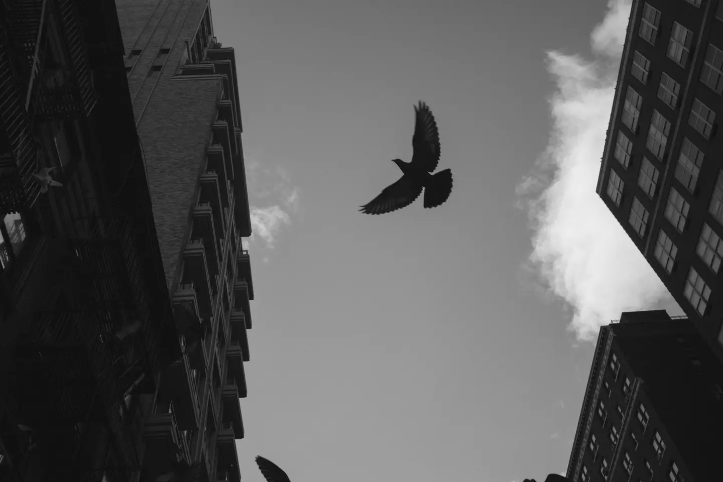 Bird flying between city buildings.