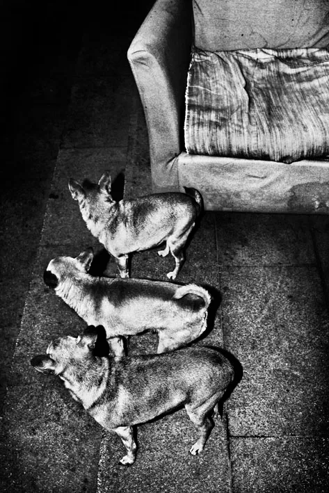 three dogs b&w
