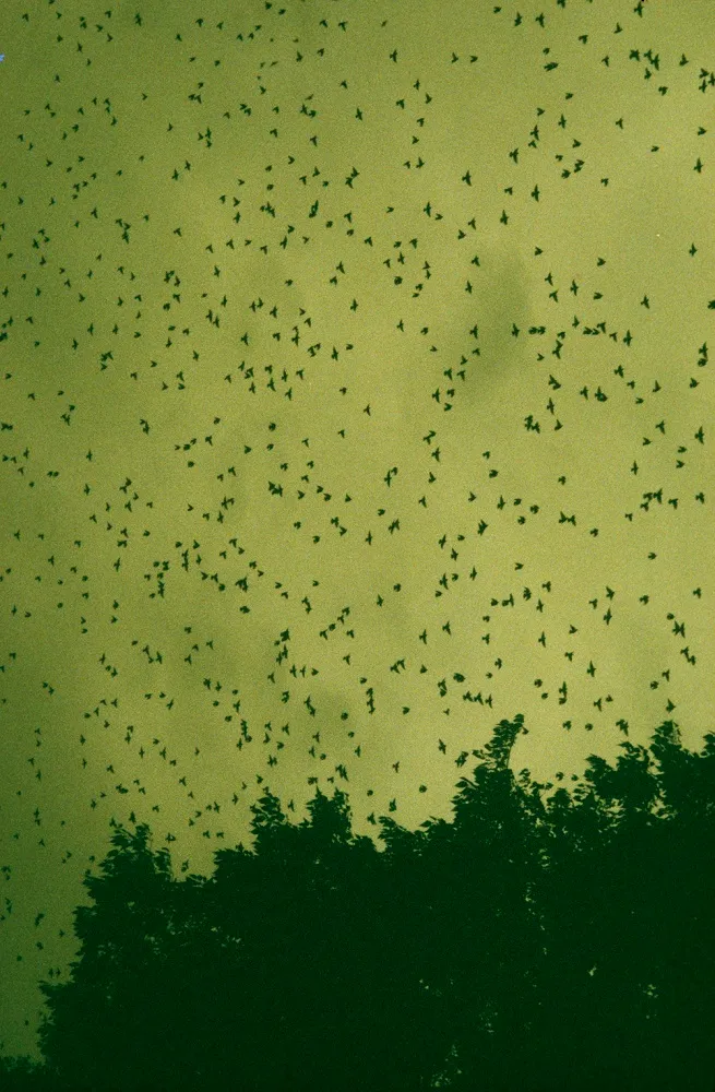 insect swarm