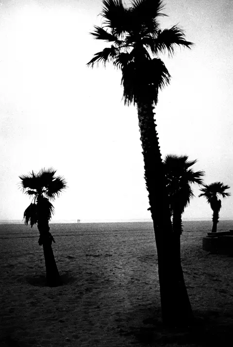 palm trees b&w