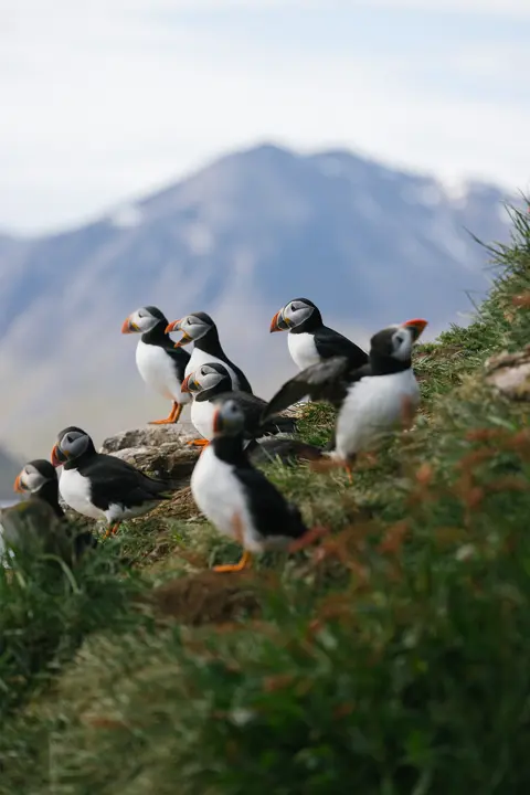 Iceland birds and mountains