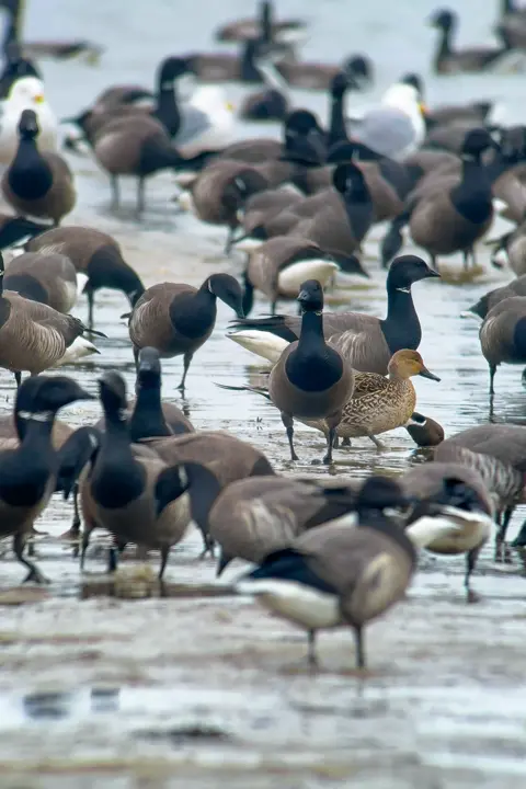 Large group of geese in the wadden sea