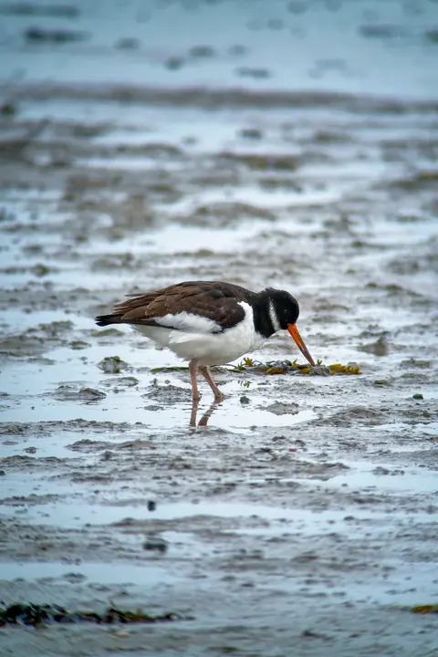 Oystercatcher in the wadden sea