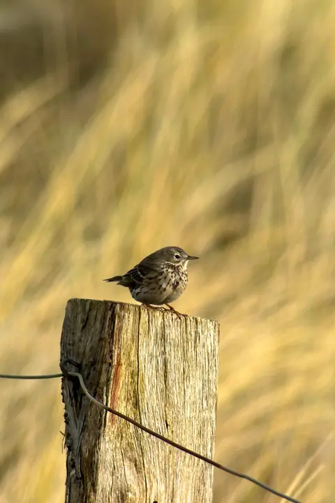 Little bird sitting on a fence pole