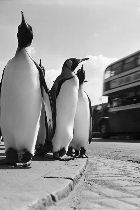 Werner Bischof Pinguine am Straßenrand und Bus