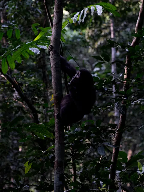 Young western lowland gorilla climbing through rainforest vegetation, capturing wildlife behavior in its natural habitat.