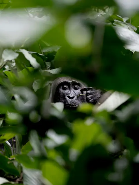 Western lowland gorilla feeding among lush tropical foliage, capturing wildlife behavior in its natural rainforest habitat.