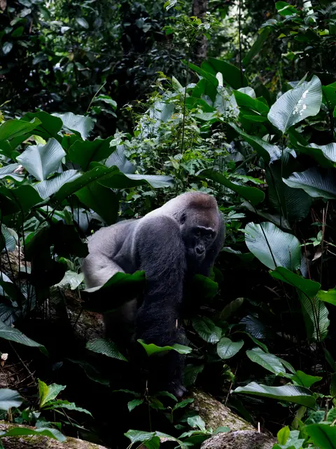 Silverback western lowland gorilla moving through dense rainforest vegetation, capturing wildlife, biodiversity, and conservation in Central Africa.