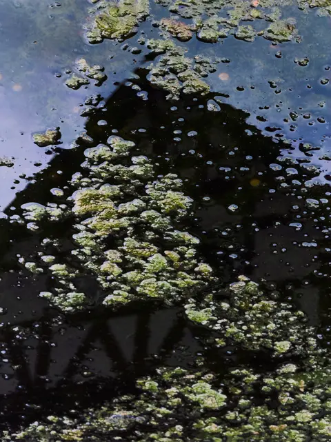 Historic building reflected in still water with floating vegetation, blending architecture, texture, and abstract visual storytelling.