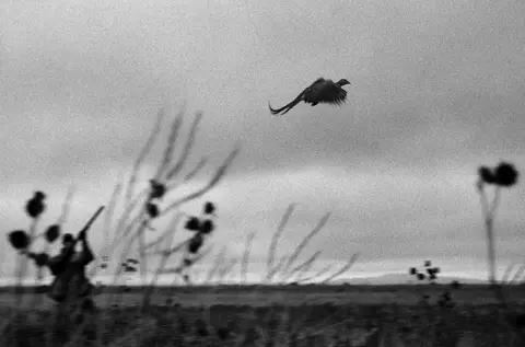 Black-and-white documentary photograph of a pheasant flying over open fields in rural Montana, capturing the wildlife and expansive landscapes along Highway 93 in the American West.