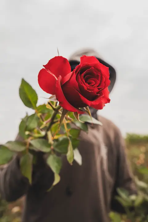 Close-up of a red rose held toward the camera by a flower worker in Mexico, highlighting the vivid bloom against a softly blurred field.