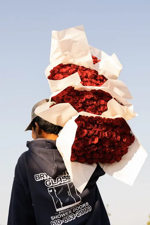 Flower worker carrying large bundles of red roses wrapped in white paper, photographed against a clear sky in Mexico’s rose-growing region.