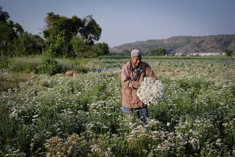 Flower farmer harvesting a large bundle of white blooms in a cultivated field in Mexico, surrounded by flowering crops and distant hills.