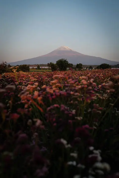 Popocatépetl volcano rising above colorful flower fields in Mexico, photographed in soft early light with a clear mountain view.
