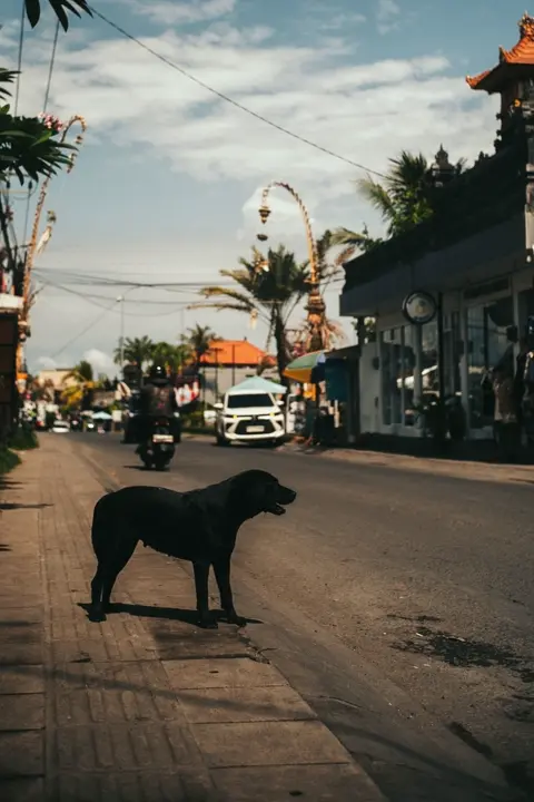 A dog is standing in the street