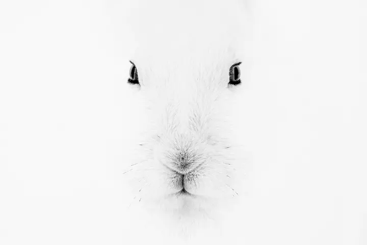 Rabbit, Leica Gallery Constance