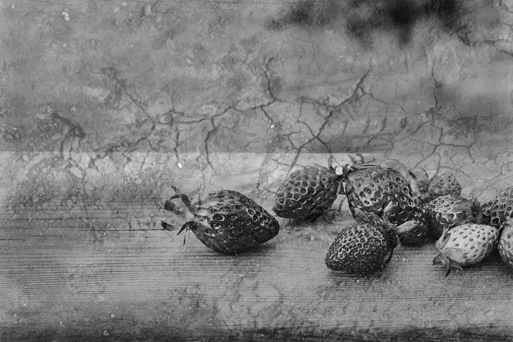 Nature morte de fraises en noir et blanc 