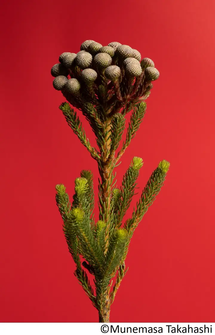 Photo by Munemasa Takahashi