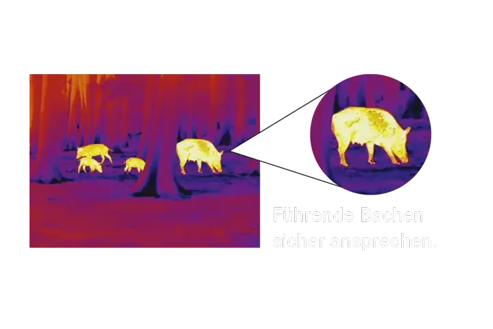 Kein Detail bleibt verborgen