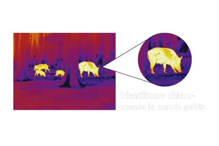 Identificare chiaramente le scrofe guida