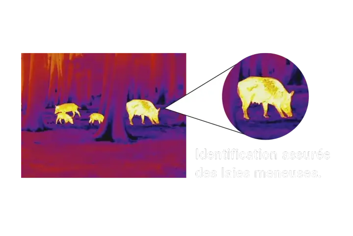 Identification assurée des laies meneuses