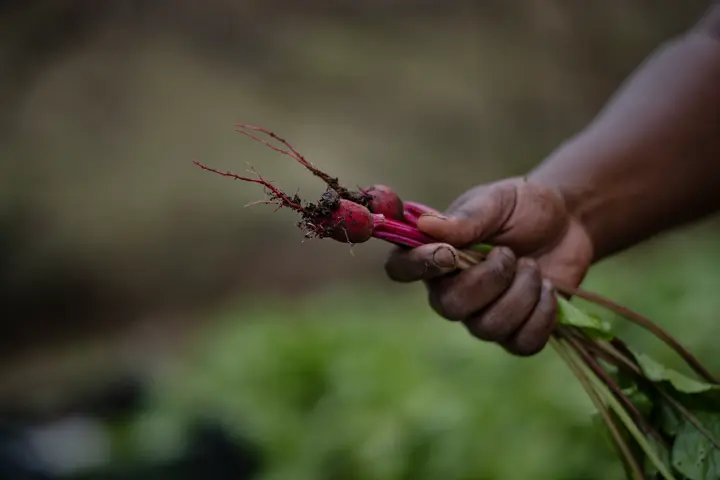 Sheila Pree Bright _SL2_Atlanta Harvest_vegetable
