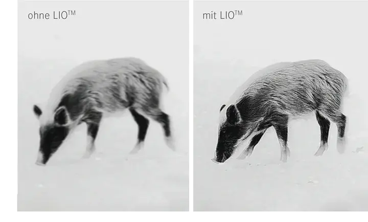 lioger.png
