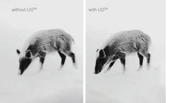 lioen1