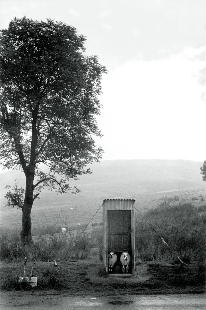 sheep_shelter_from_the_rain