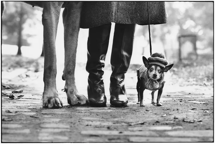 Photography by Elliott Erwitt showing four legs and a dog.