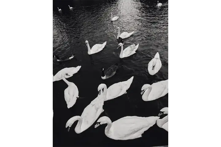 Black and white image of swans.