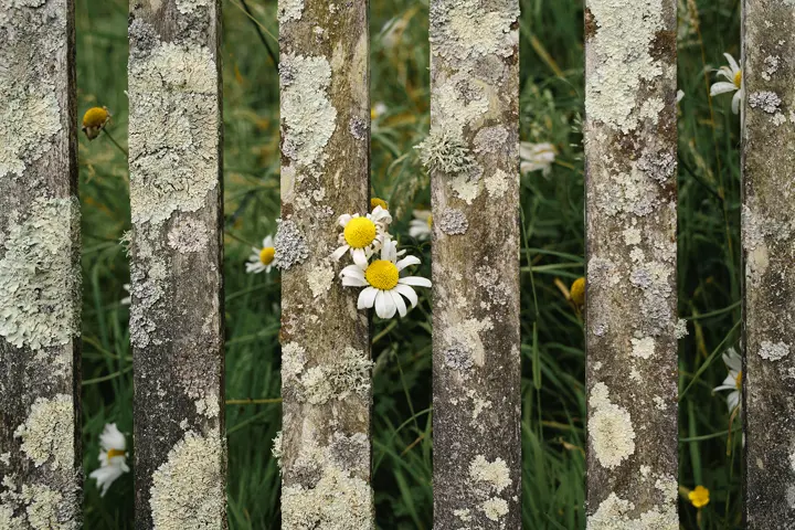 Picture of a common daisy, peeking through the gates