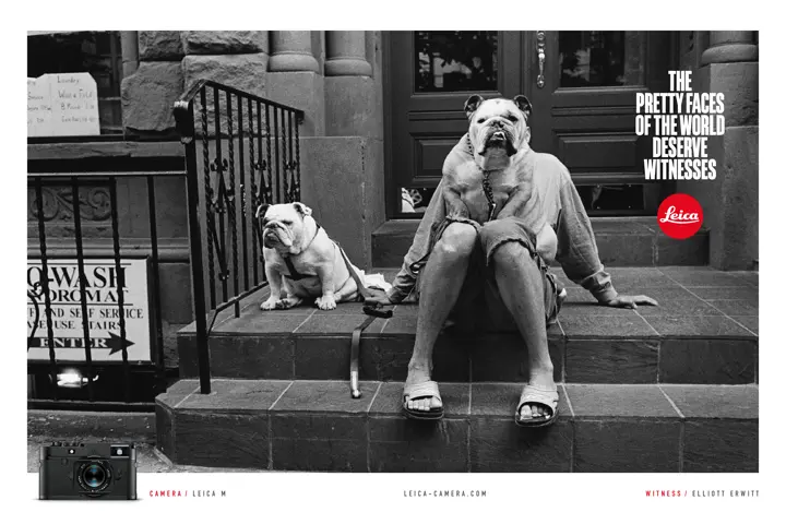two dogs and a man