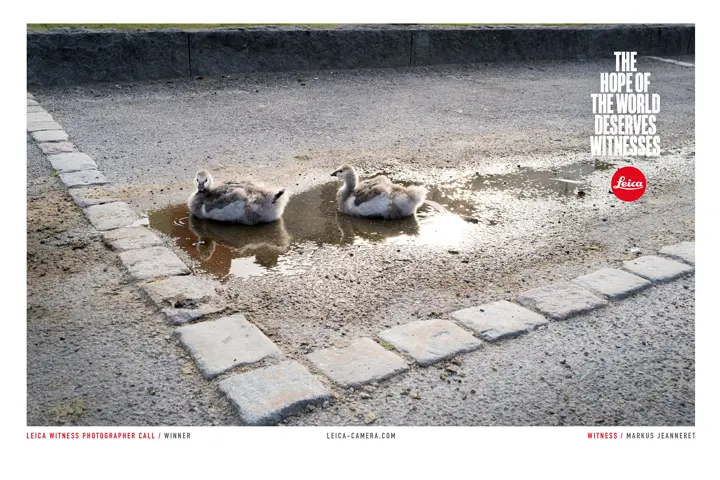 Ducks in a puddle