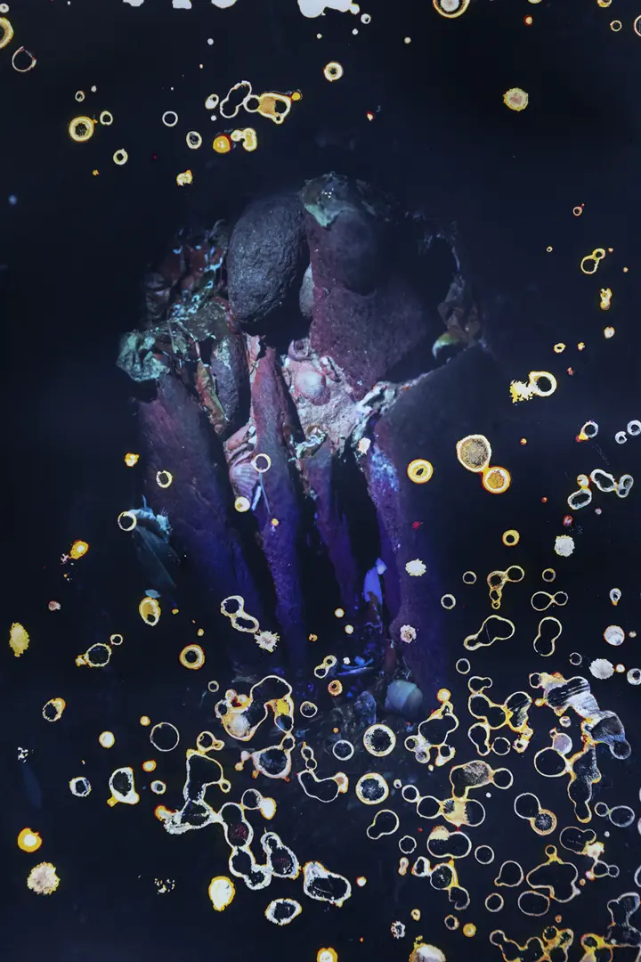 Red Bloom Algues Maudites une exposition d'Alice Pallot