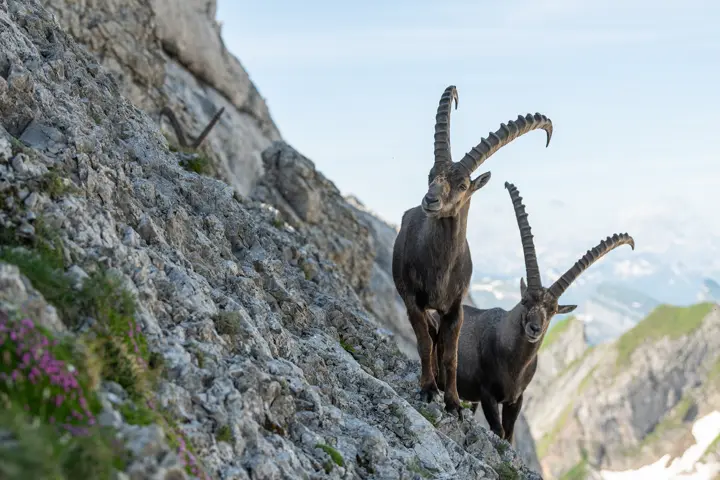 Three ibex in the mountains