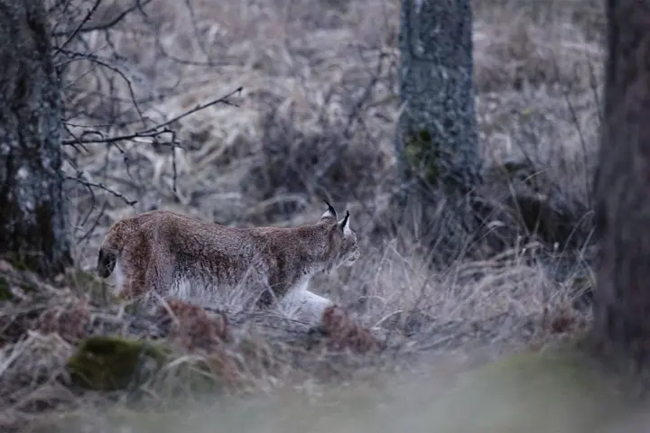 A Eurasian lynx prowling silently through the forest undergrowth at dusk.