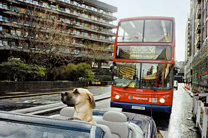 Dog near a bus