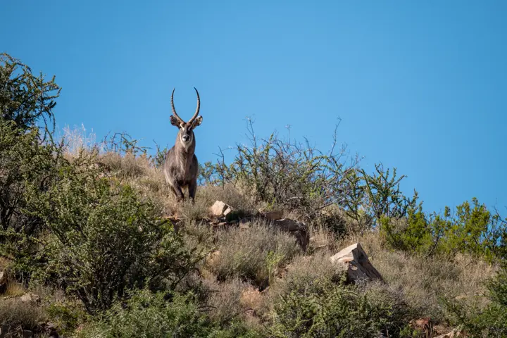 Waterbuck in the Great Karoo