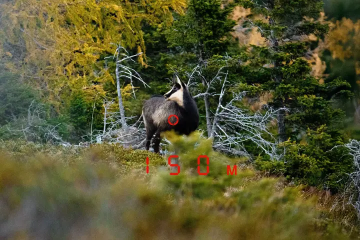 Chamois in the mountains