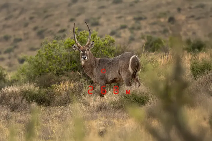 Waterbuck with measured distance