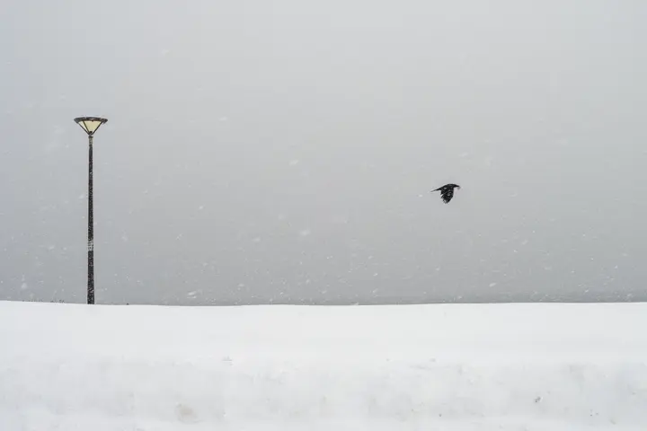 Image prise sous la neige au Japon avec un oiseau noir qui passe