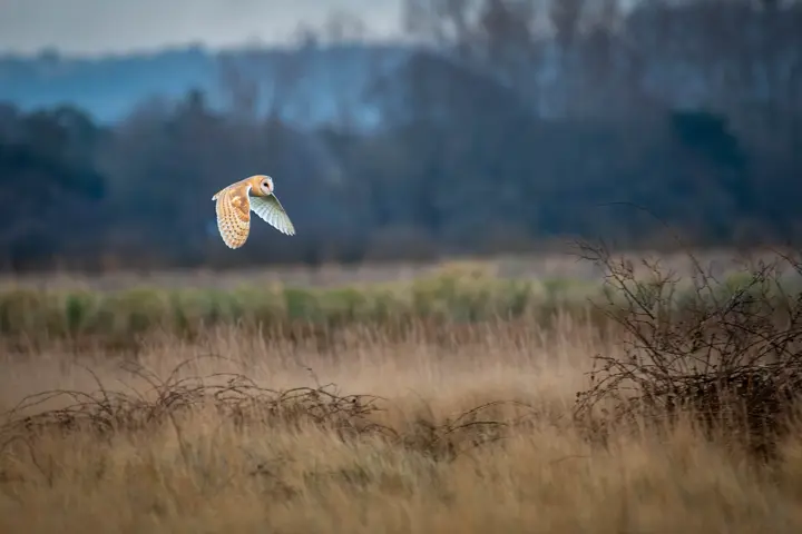 Barn owl in flight